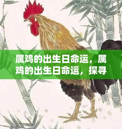 金鸡独立之路,探寻属鸡出生日的命运轨迹