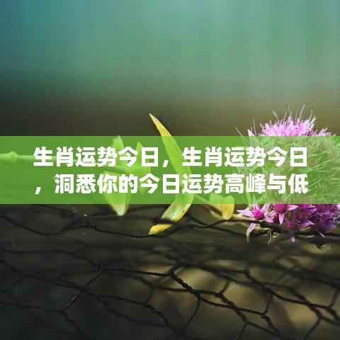 今日生肖运势详解,高峰与低谷洞悉