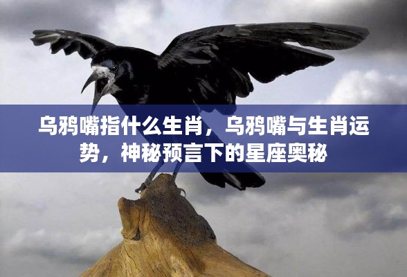 乌鸦嘴与生肖运势,揭秘星座奥秘中的预言力量