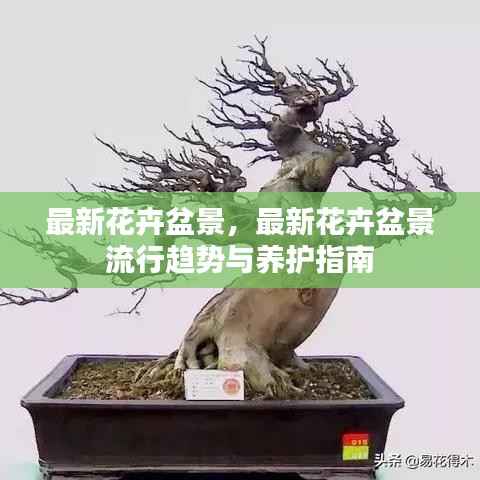 最新花卉盆景流行趋势及养护指南