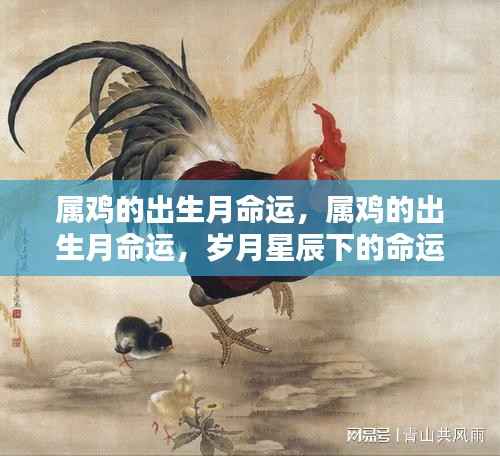 岁月星辰下的命运轨迹,属鸡人的出生月命运解析