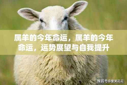 属羊人今年运势展望与自我提升攻略，命运与提升建议全解析
